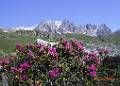 F58-Rhododendrons aux Mottets-de-Marie-Paule-Falcoz
