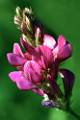F59-Sainfoin-de-Michel-Meyer