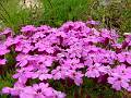 F61-Saxifrage-a-feuilles-opposees-de-monsieur-Lilewer