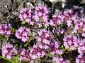 F62-Serpolet-de-Martine-Falcoz