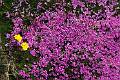 F63-Silene-de-Yves-Floret