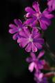 F64-Silene-dioique-compagnon-rouge-de-Cristophe-Daurlet