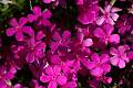 F67-Phlox-en-alene-de-Michel-Monniot