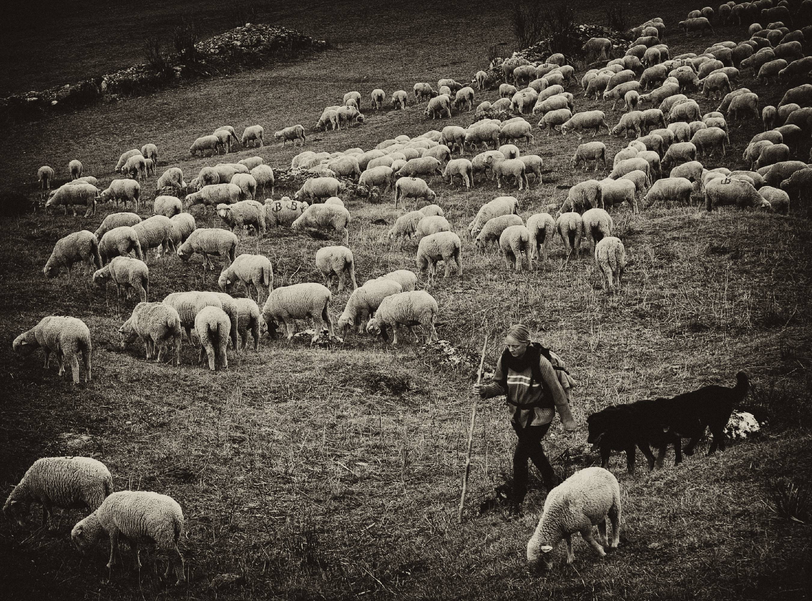 HM02-Agriculture-Pastourelle-LaCharmette-de-michel-meyer.jpg