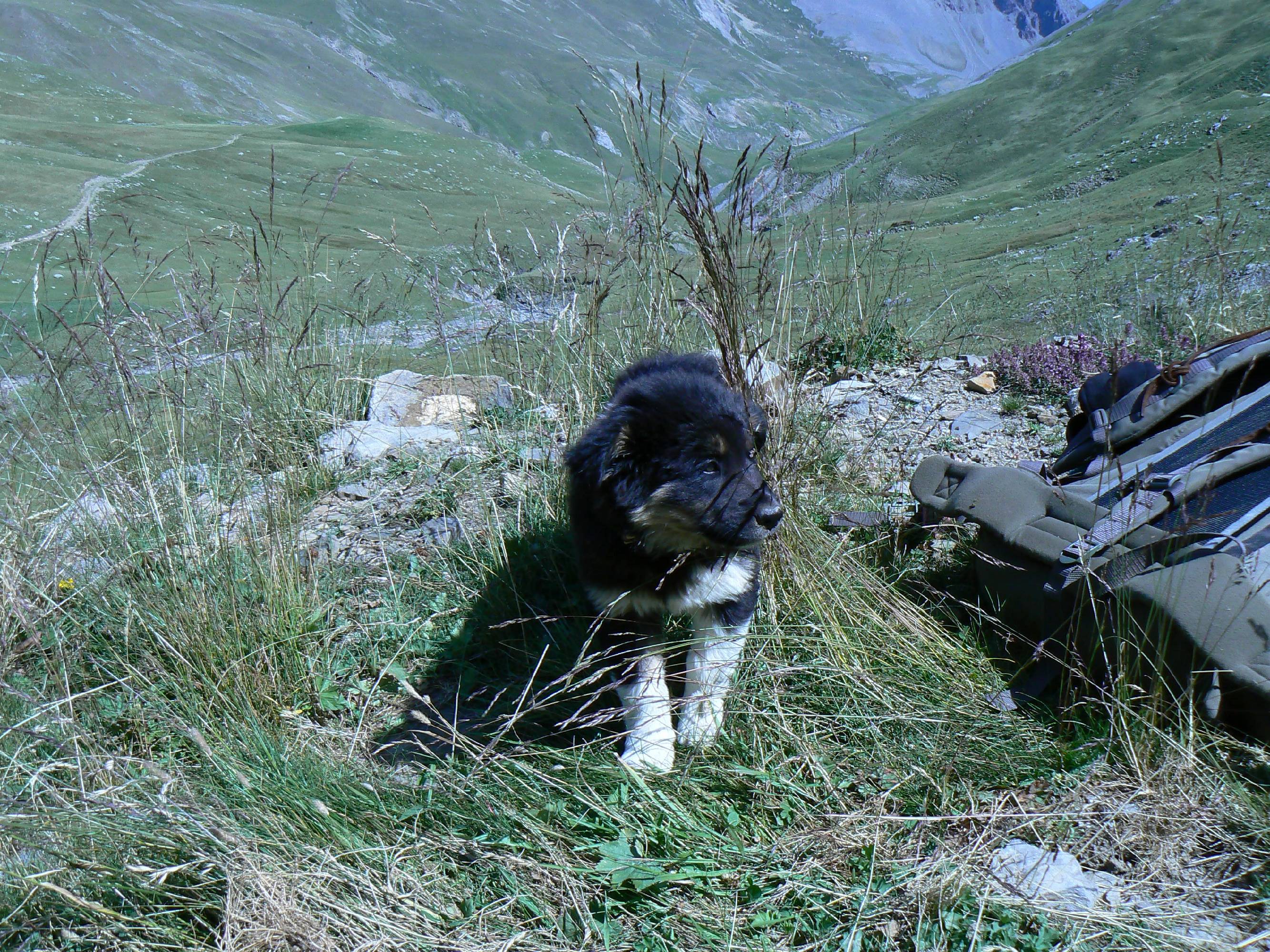 HM04-Agriculture-Chien-de-berger-Valloire-de-jean-Chapgier .JPG