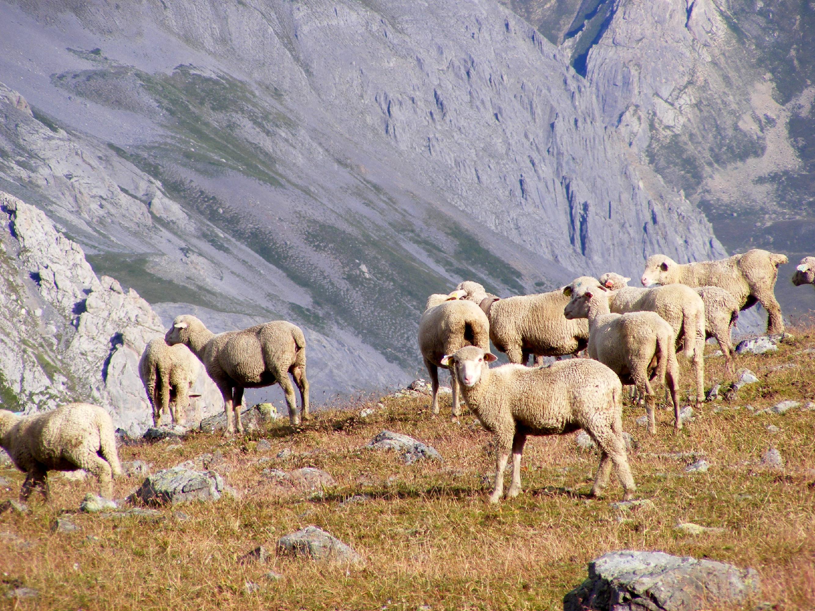 HM07-Agriculture-Troupeau-col-de-la-ponsoniere-de-Alzati-Rosida.jpg