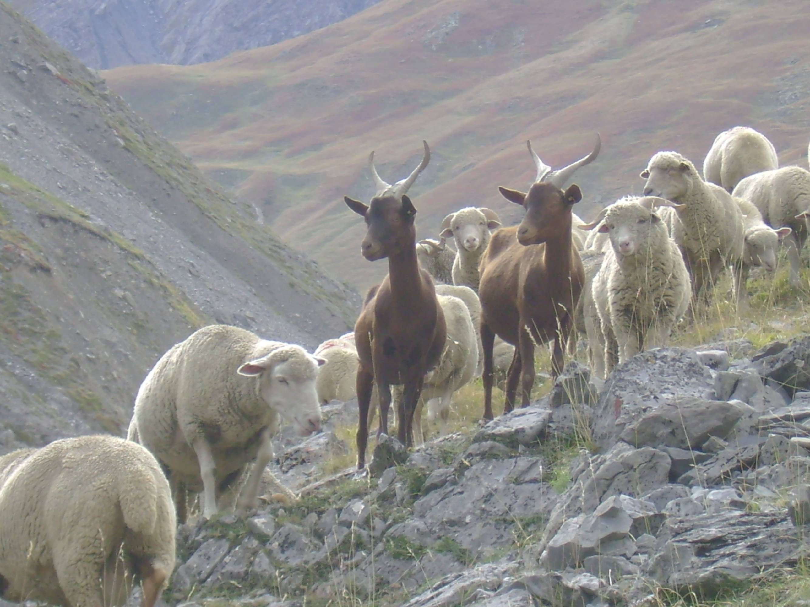 HM08-Agriculture-Troupeau-de-Moutons-et-Chevres-Lauzette-de-Martine-Falcoz.jpg