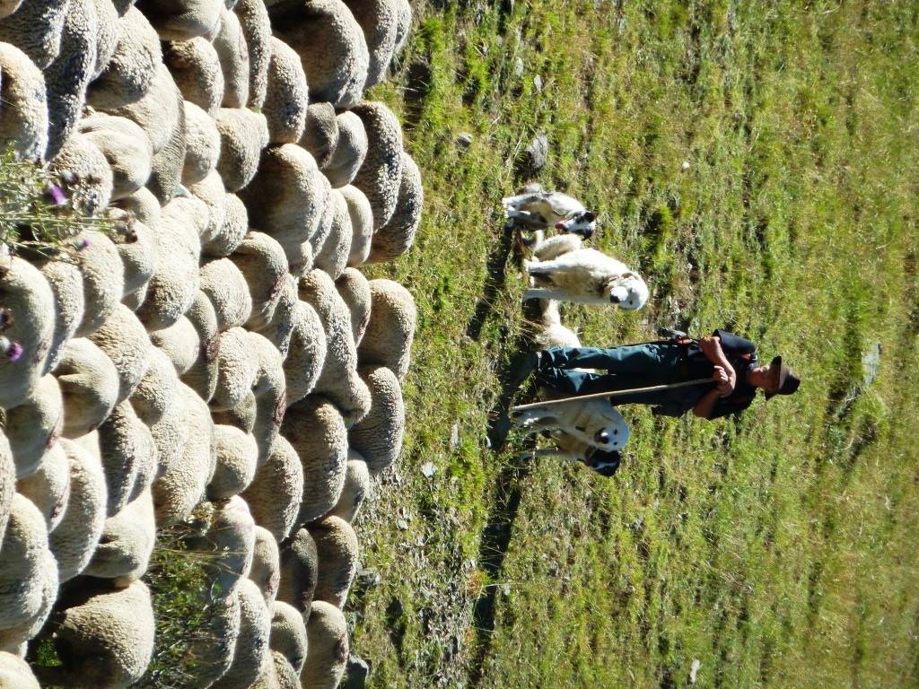 HM11-Agriculture-Un-troupeau-bien-garde-de-Etienne Falcoz.JPG