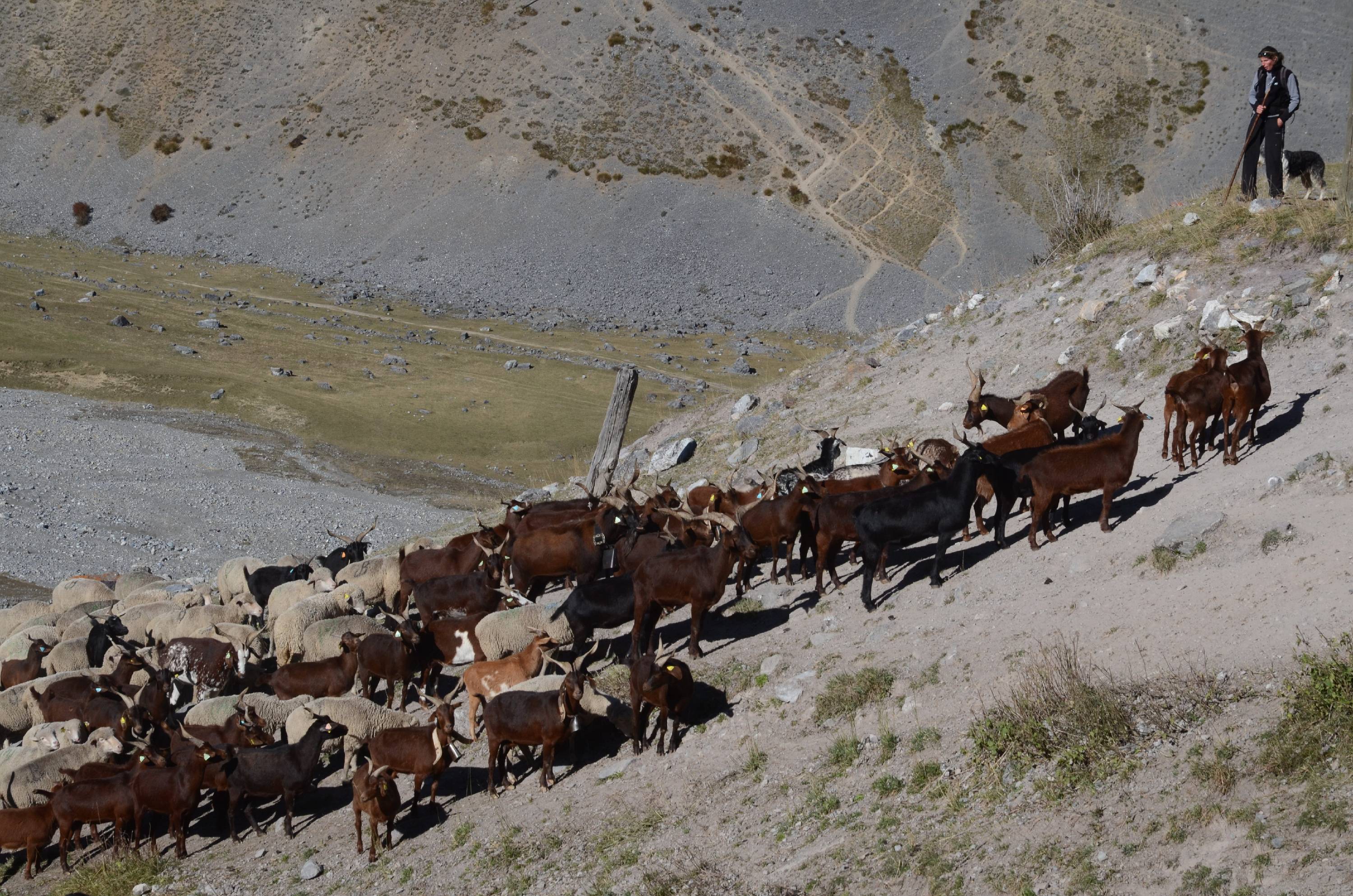 HM12-Agriculture-il-etait-une bergere-valloire-de-Yves-Floret.jpg