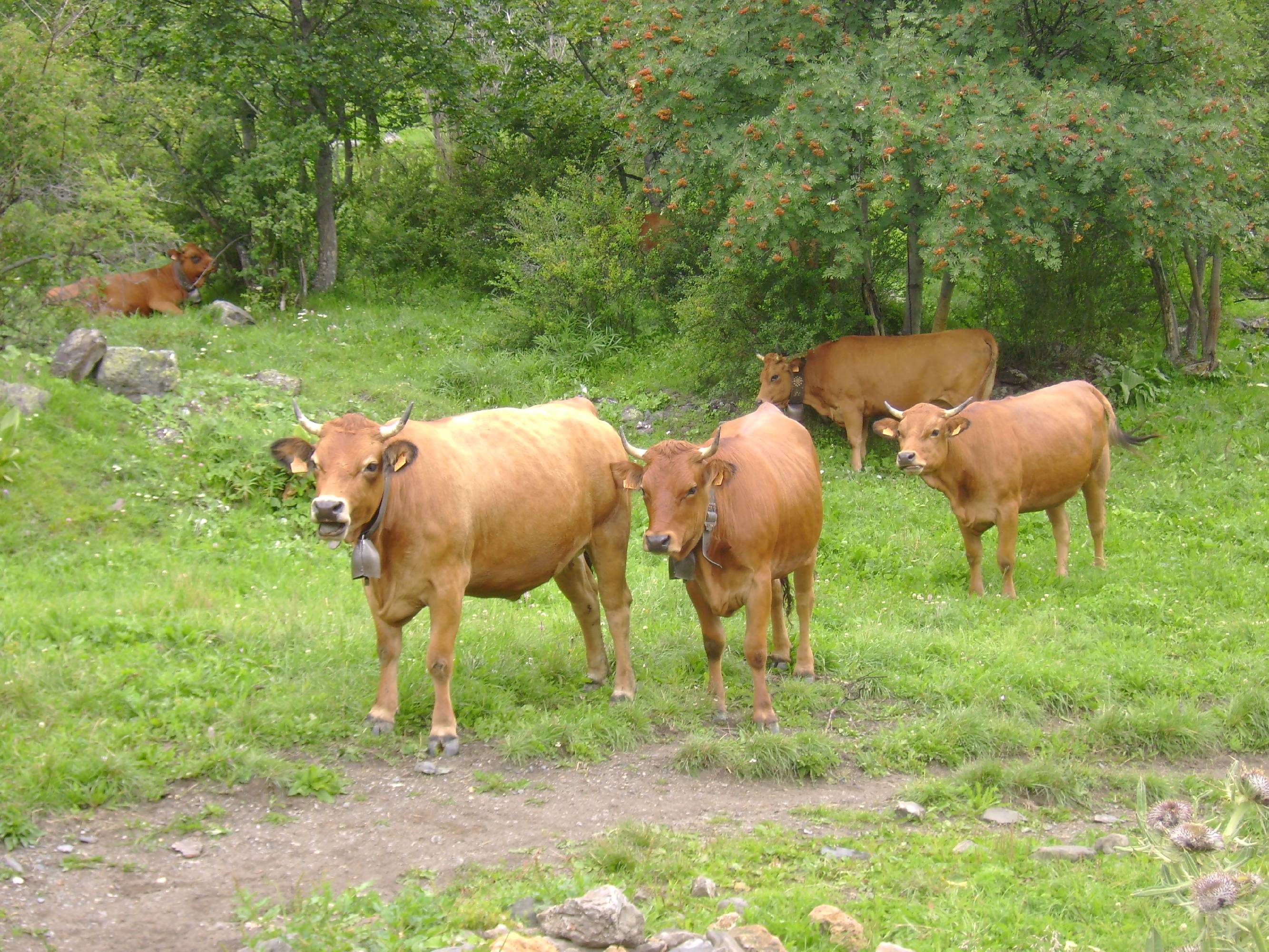 HM13-Agriculture-Paturage-de-vaches-tarines-Verneys-de-Martine-Falcoz.jpg