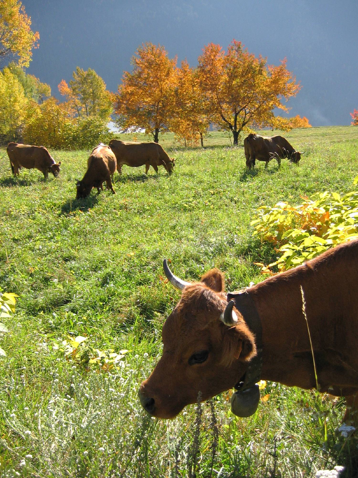 HM14-Agriculture-Tarines-a-Montvalezan-de-Fabien-Scarnato.jpg