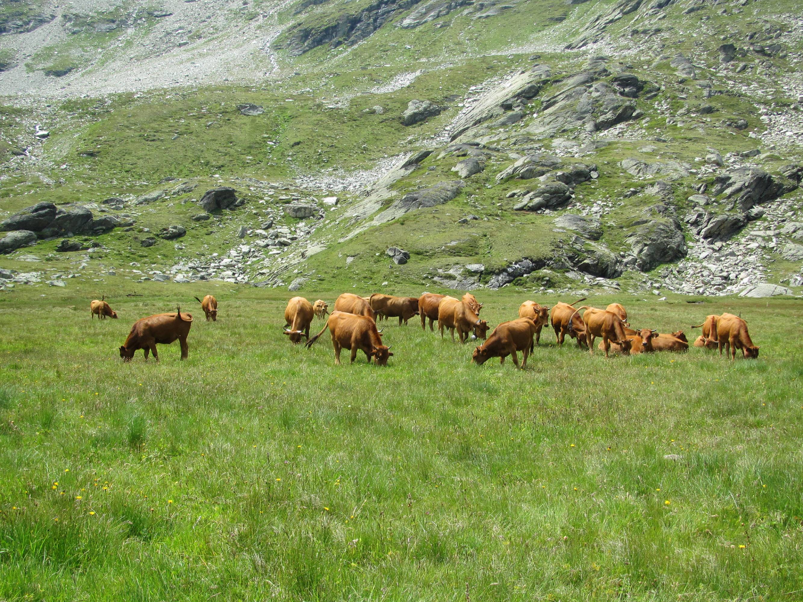 HM15-Agriculture-troupeau-de-tarines-Meije-Emelien.JPG