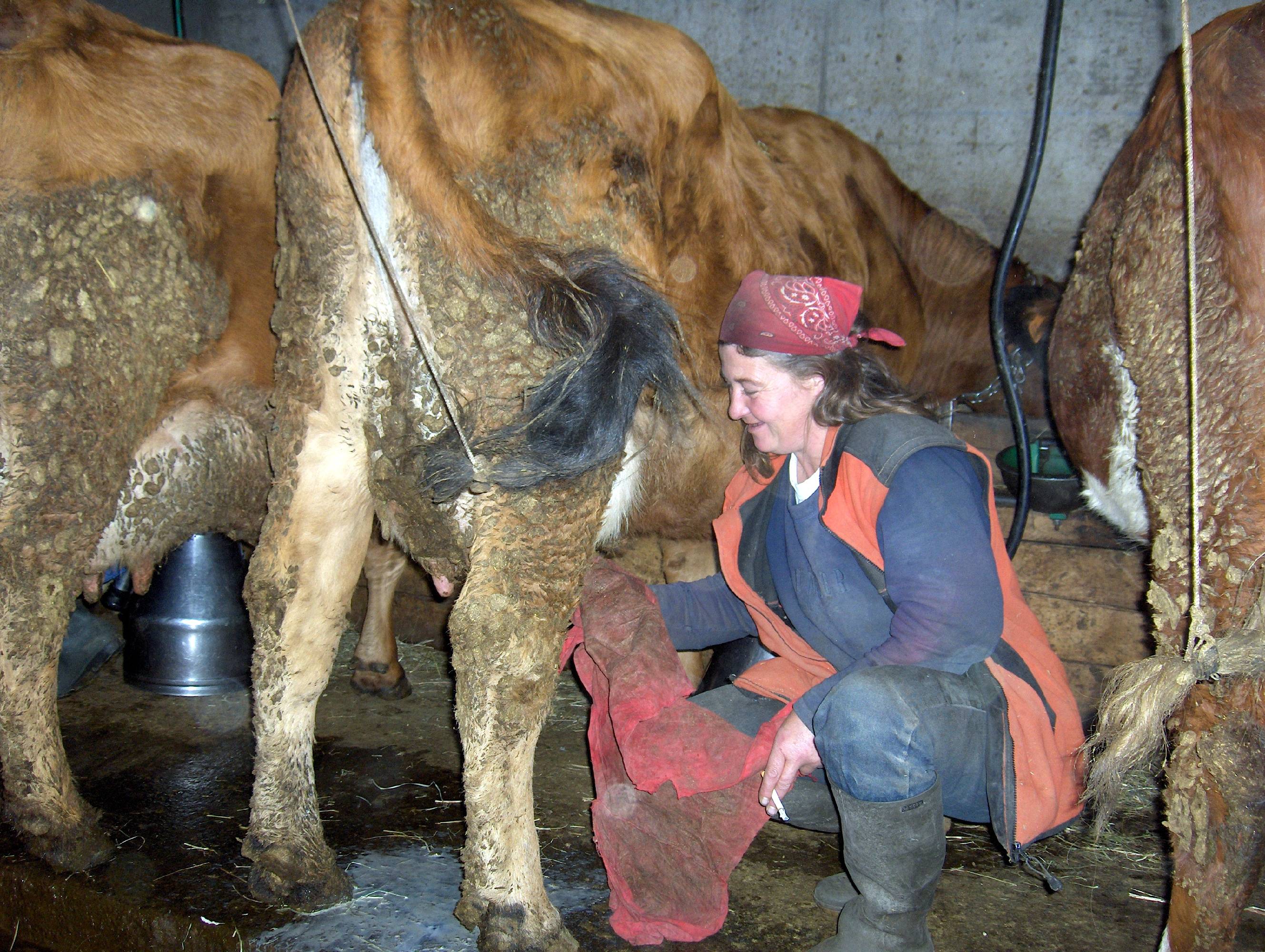 HM17-Agriculture-Traite-des-vaches-Savoie-de-Christophe-Daurlet.JPG