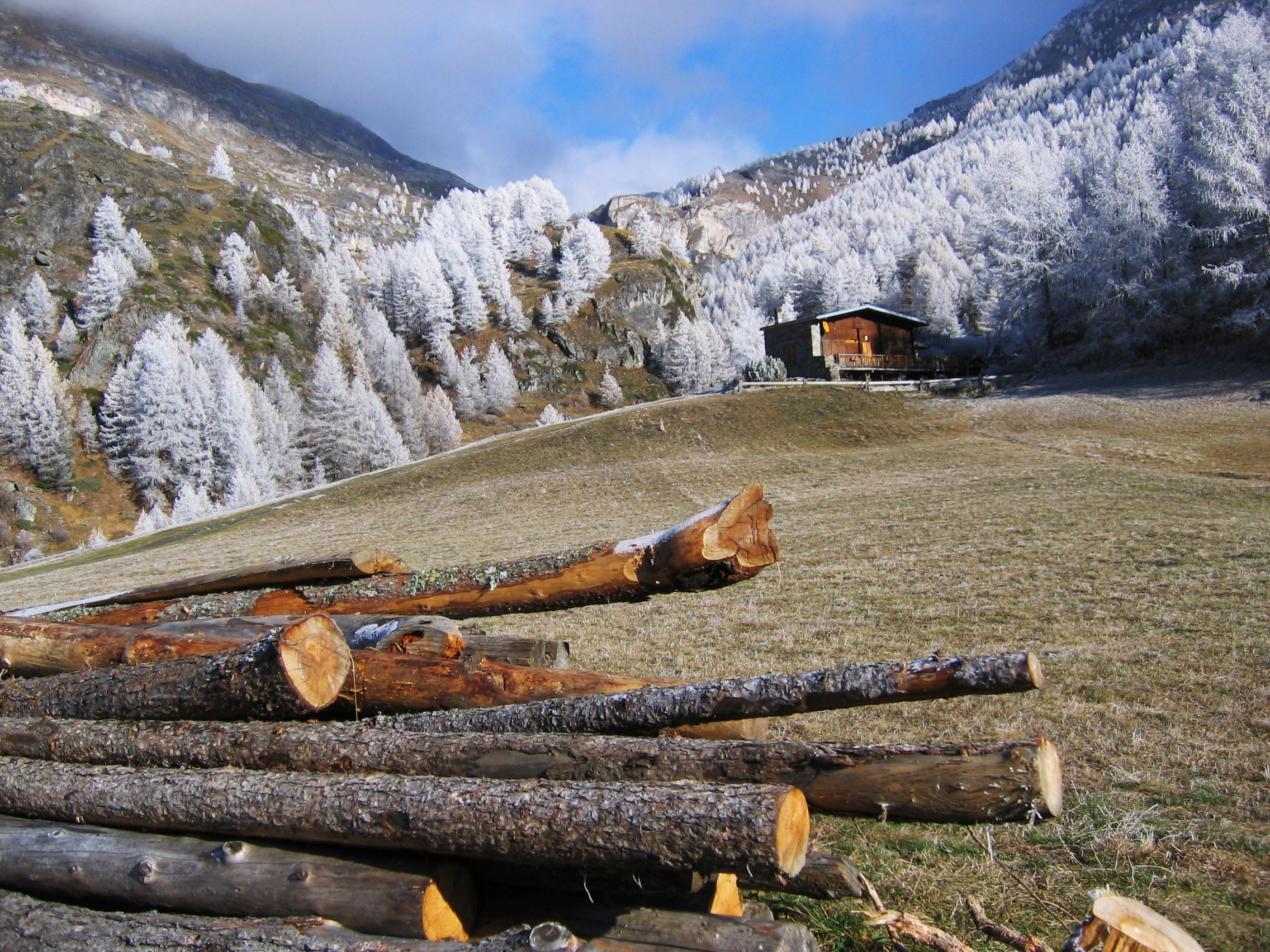 HM21-Agriculture-Coupe-de-bois-Le monal-Tarentaise-de Emmanuelle-Scarnato.JPG