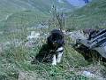 HM04-Agriculture-Chien-de-berger-Valloire-de-jean-Chapgier 