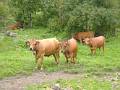 HM13-Agriculture-Paturage-de-vaches-tarines-Verneys-de-Martine-Falcoz