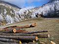 HM21-Agriculture-Coupe-de-bois-Le monal-Tarentaise-de Emmanuelle-Scarnato