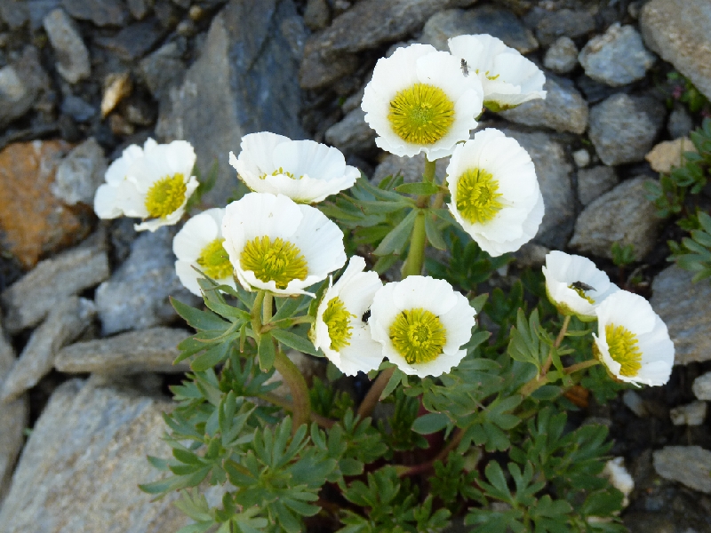 FL02-Anemone-des-Alpes-de-Catherine-Marchand.JPG