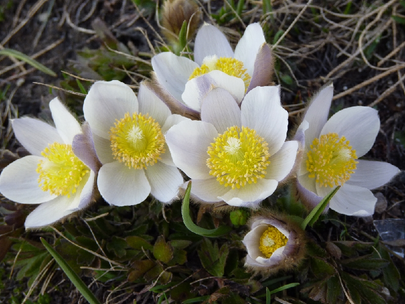 FL03-Anemone-pulsatille-de-Catherine-Marchand.JPG