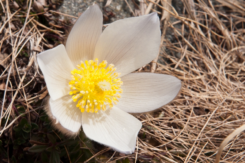 FL04-anemone-pulsatille-printaniere-de-Eric_Lefebvre.jpg