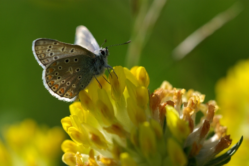 FL05-Anthyllide-vulneraire-avec-papillon-azure-de-regis-de-Poortere.JPG