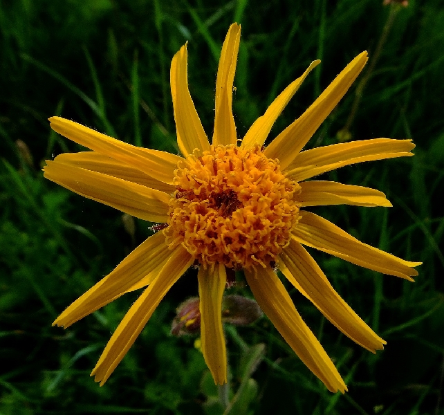 FL06-Arnica-des-Montagnes-de-Sylvain-Weiller.jpg