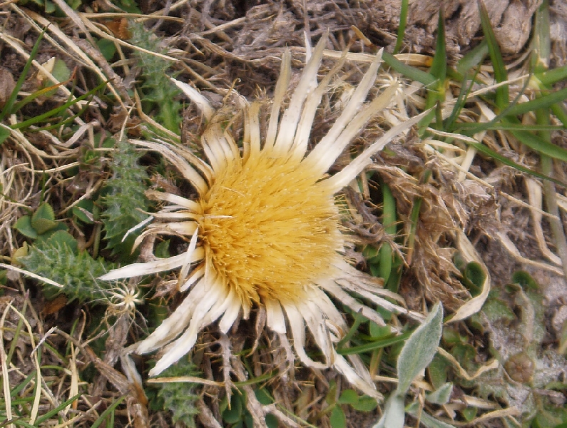 FL09-Carline-a-feuille-d-acanthe-de-Gerard-Gourland.jpg