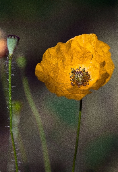 FL12-Coquelicot-de-jeanluc-le-calvez.jpg