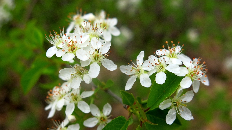 FL24-Fleur-a-identifier-de-Samuel-Mennetrier.JPG