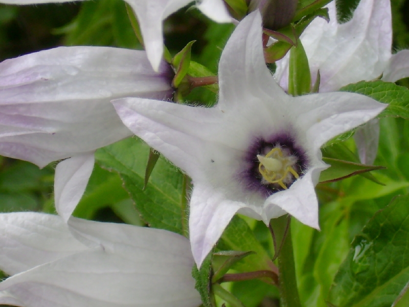 FL25-Fleurs-violines-de-Martine-Falcoz.jpg