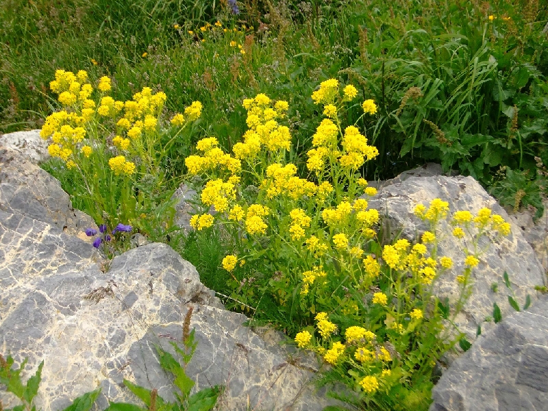 FL27-Gaillet-jaune-de-sylvain-Weiller.jpg