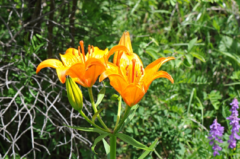 FL36-Lis-Orange-sauvage-de-Claude-Garnier.JPG