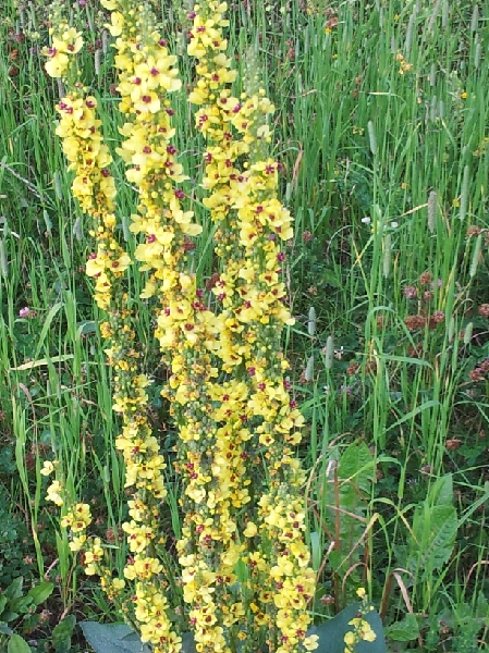 FL41-Molene-faux-Phlomis-de-Christian-Gautier-Valenton.jpg