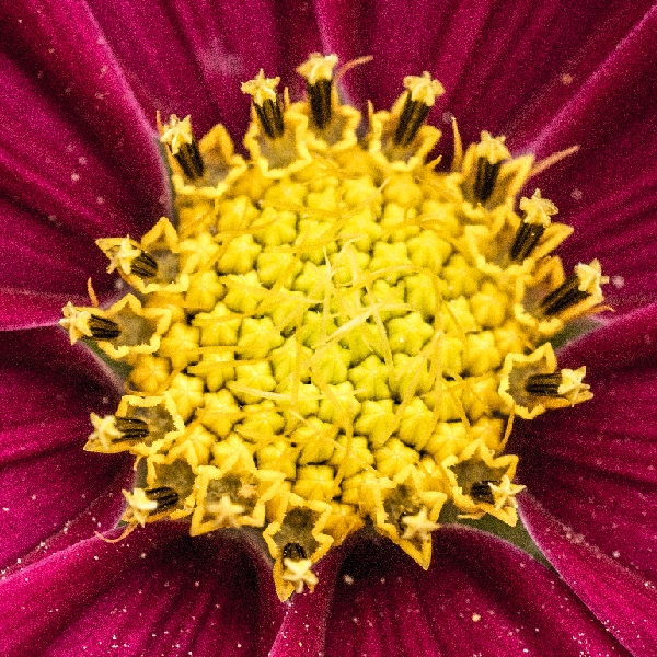 FL46-Pivoine-officinale-coeur-de-Stephane-Simon.jpg