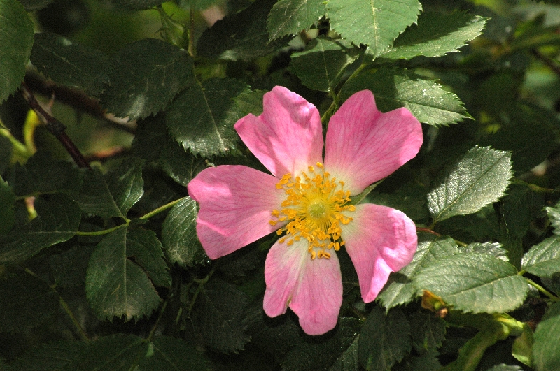 FL52-Rose-des-Alpes-de-Gerard-Augert.JPG