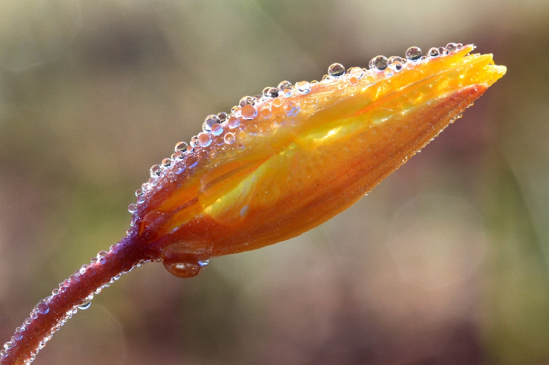 FL53-Rosee sur Tulipe australe-prise-dans-le-Var-de-Bernard-Gauthier.jpg