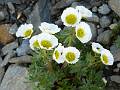 FL02-Anemone-des-Alpes-de-Catherine-Marchand