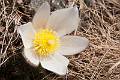 FL04-anemone-pulsatille-printaniere-de-Eric_Lefebvre