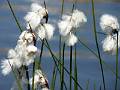 FL33-Linaigrette-au-lac-Blanc-de-Catherine-Marchand