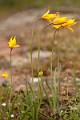 FL62-Tulipes australes-Var-de-Bernard-Gauthier