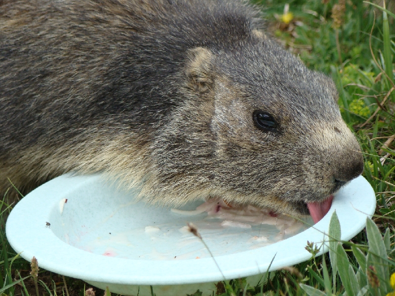 INS07-Marmotte-en-train-de-faire-la-vaisselle-de-Bernard-Canac.jpg