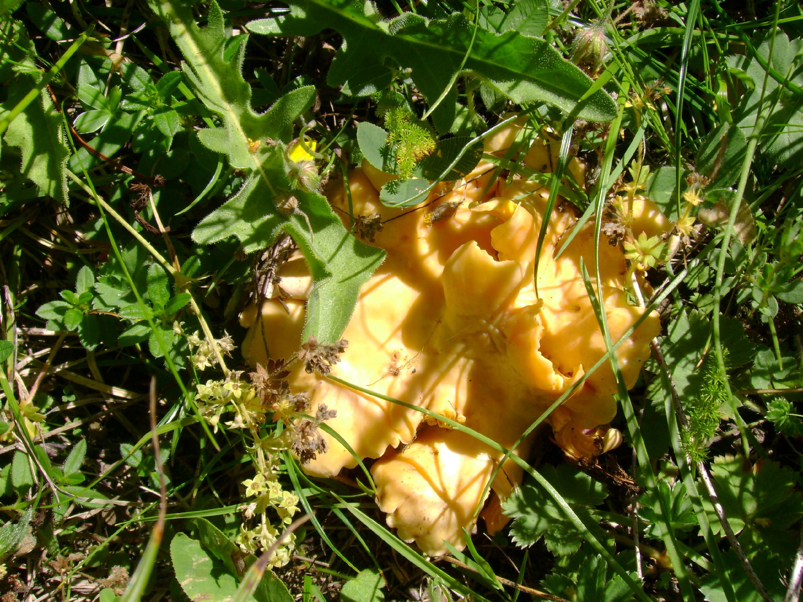 BC04-chanterelles-de-Martine-Falcoz.jpg