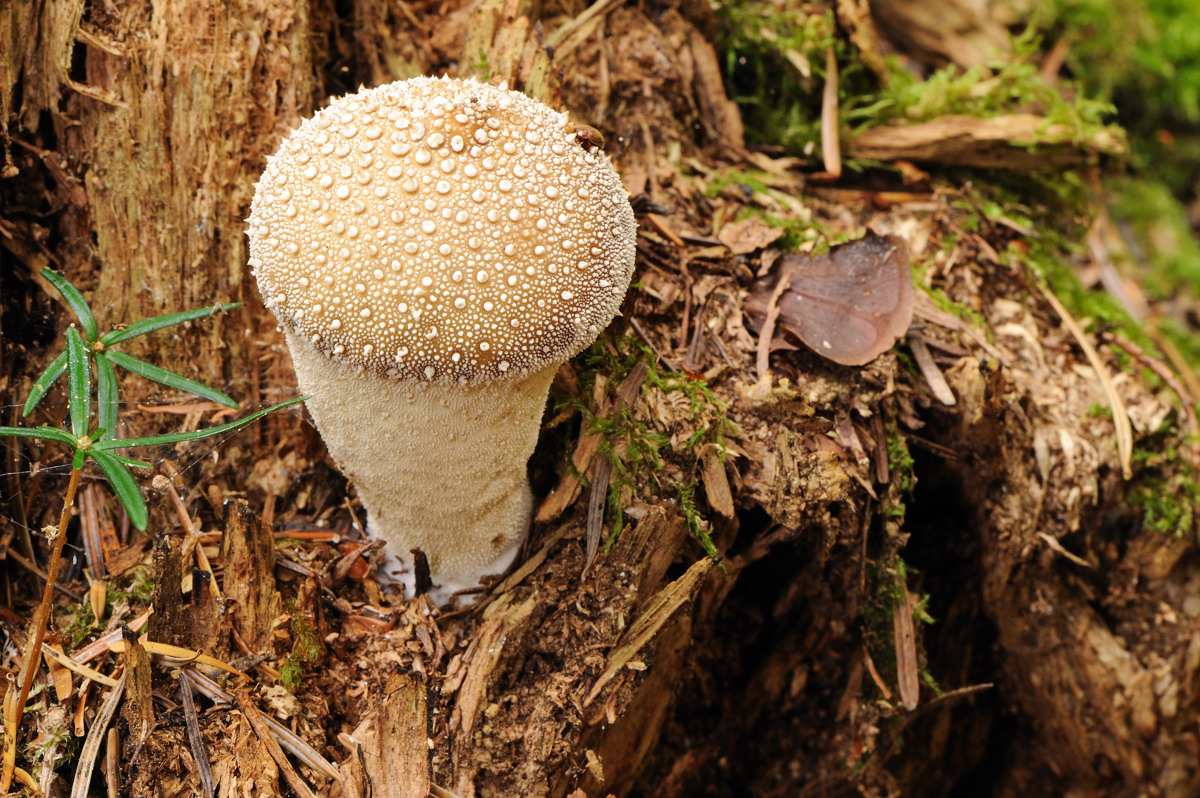 BC14-champignon-a-identifier2-de-Patrice-messin.jpg