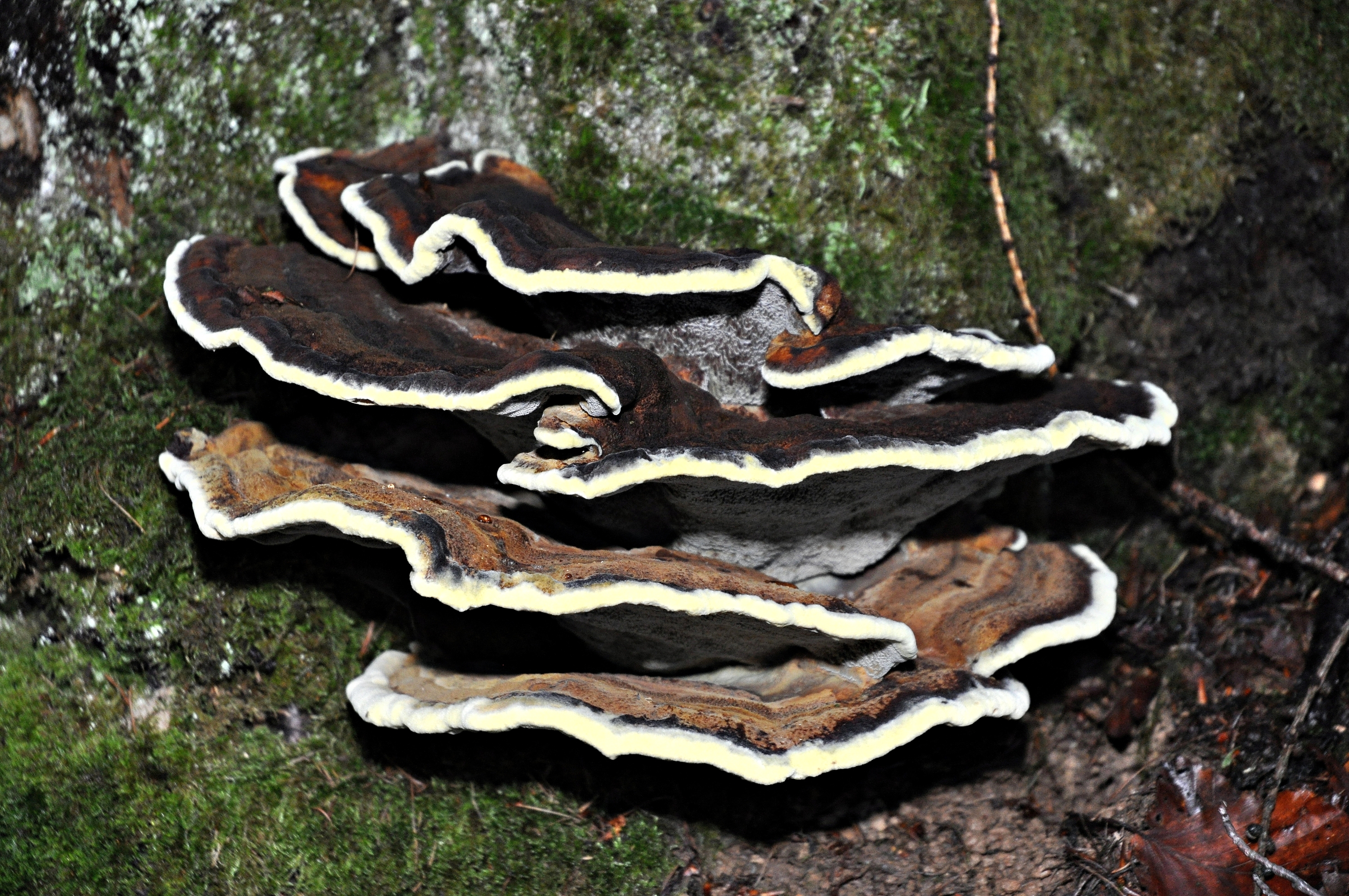 BC16-Polypore-a-odeur-de-Benjoin-de-Claude-Garnier.JPG