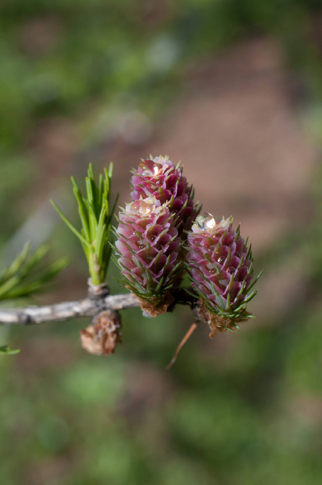 BC19-Cones-de-Meleze-de-Marc-Vilain.jpg