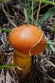 BC12-Champignon-a-identifier-de-Michel-Gorgeu