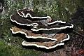 BC16-Polypore-a-odeur-de-Benjoin-de-Claude-Garnier