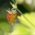 BC29-fraise des bois-de-Jean-Claude-Suhr