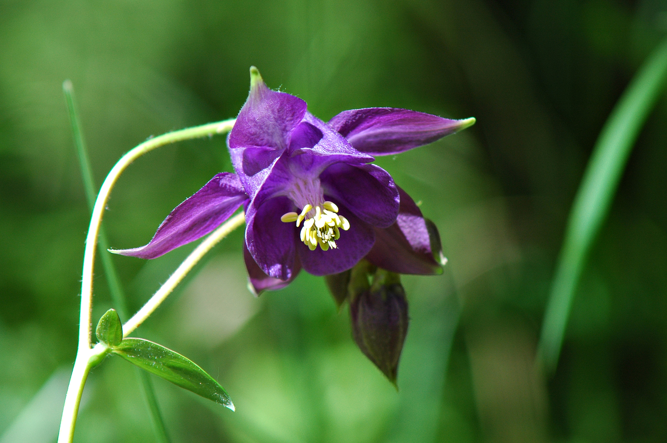 FLR03-Ancolie-violet-noir-de-Claude-Garnier.jpg