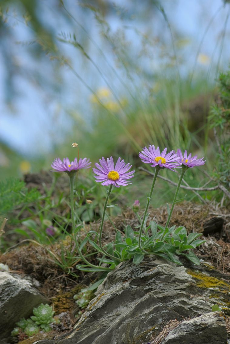 FLR04-aster-des-alpes-de-Isabelle-Battentier.jpg